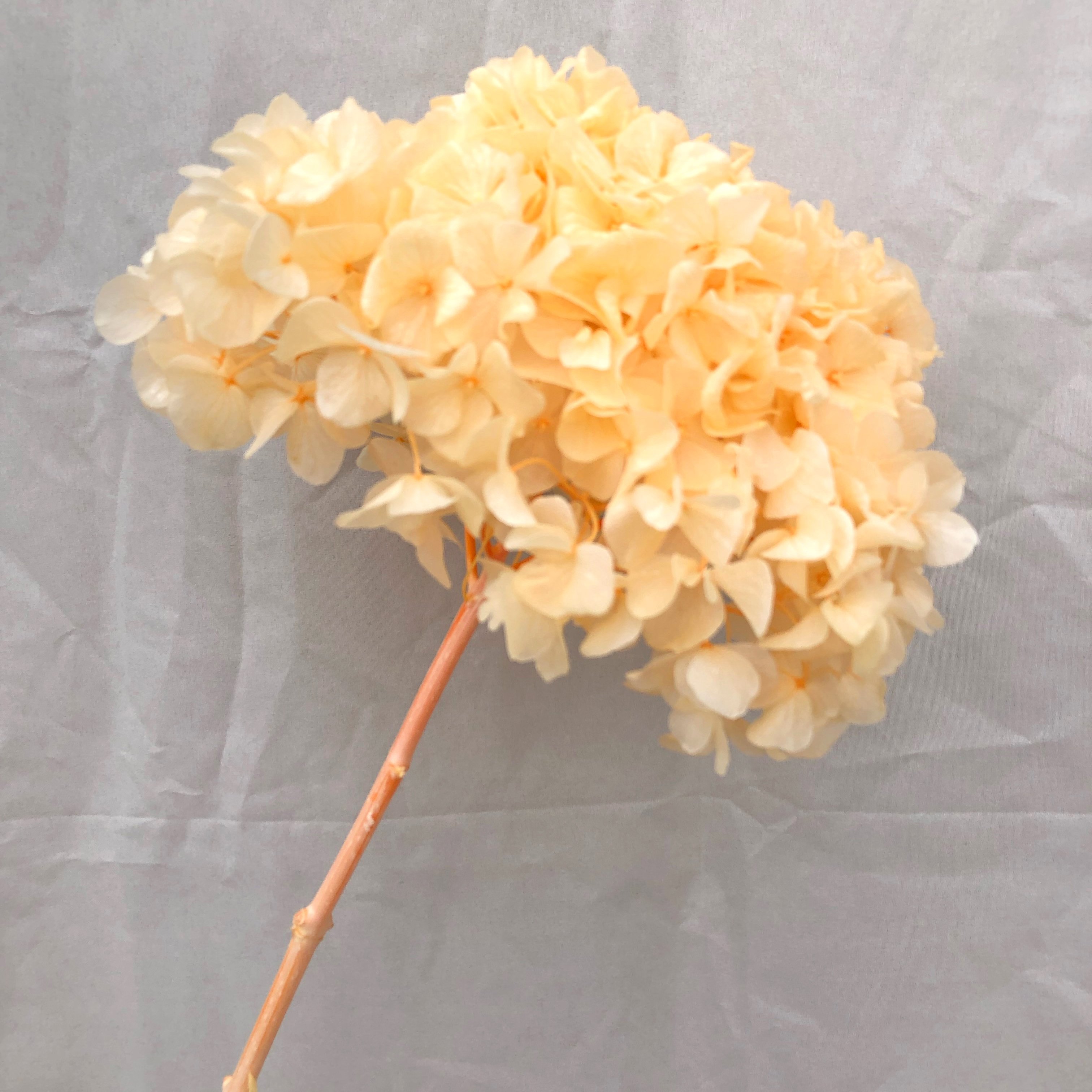 Wholesale Large leaf hydrangea High quality real touch orange pink hydrangea Decoration for wedding hydrangea flowers