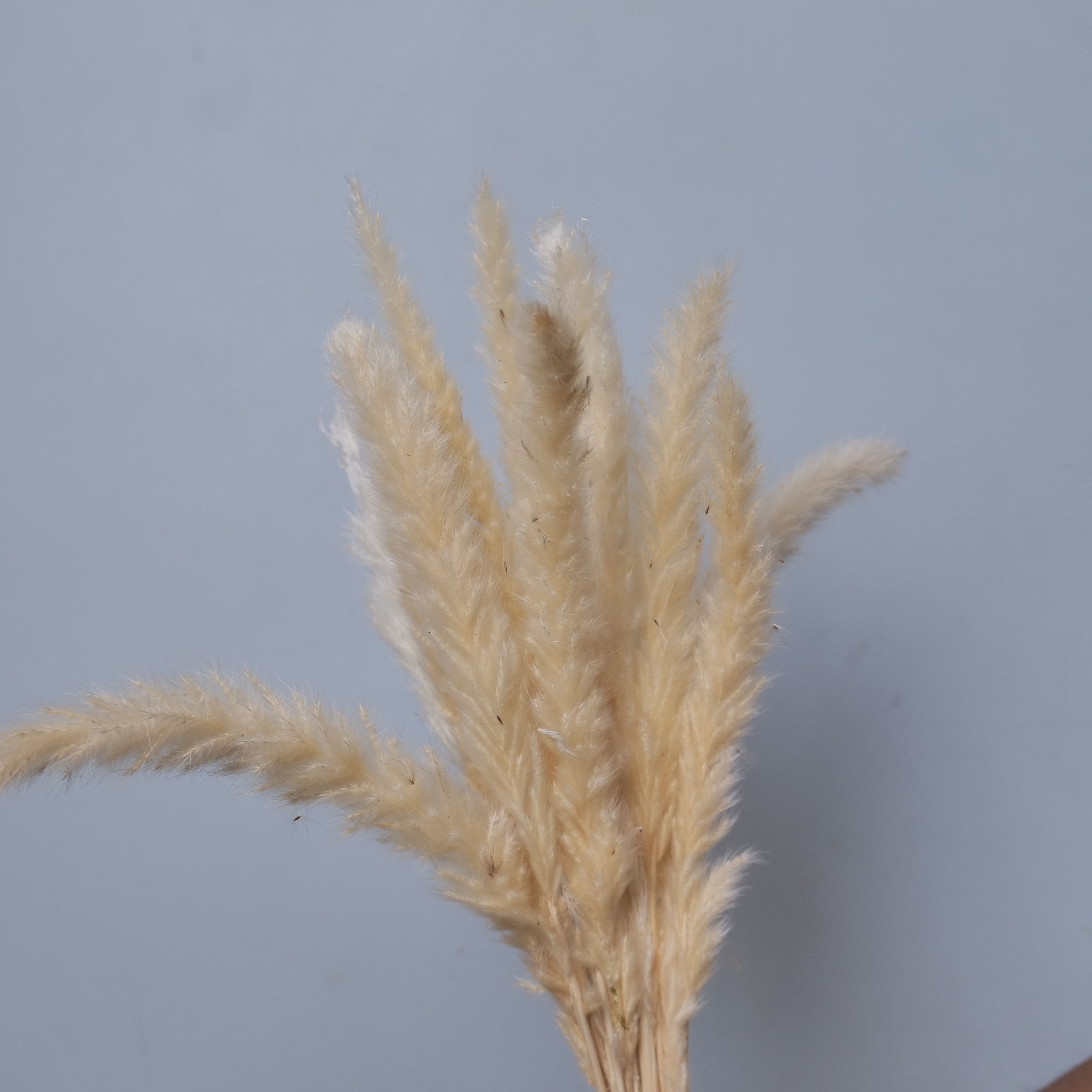 Natural Dried Preserved Pampas grass Wedding Decor Bouquets for home decoration