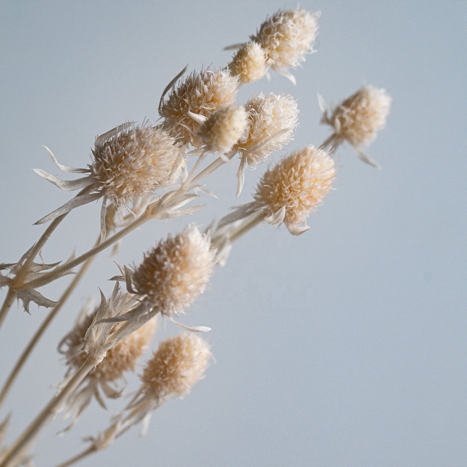 China Professional Manufacturer Beige Natural Dried Flowers Bouquet For Wedding