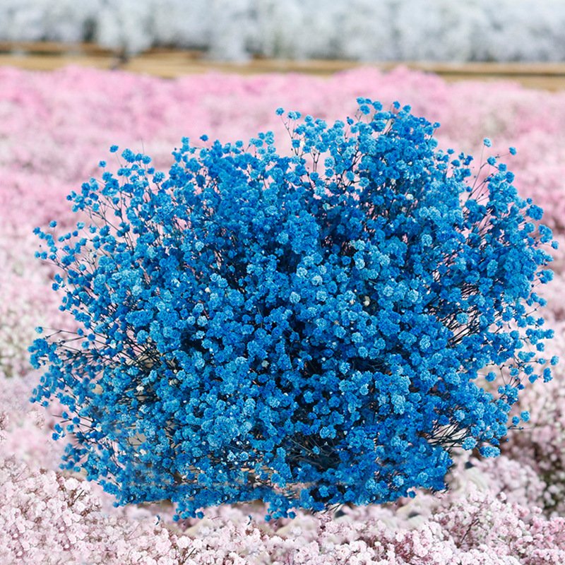 G72 400g Wholesale Dried Flowers Preserved Natural Gypsophila Babys Breath Bouquet Wedding Floral Flower Arrangement Babysbreath