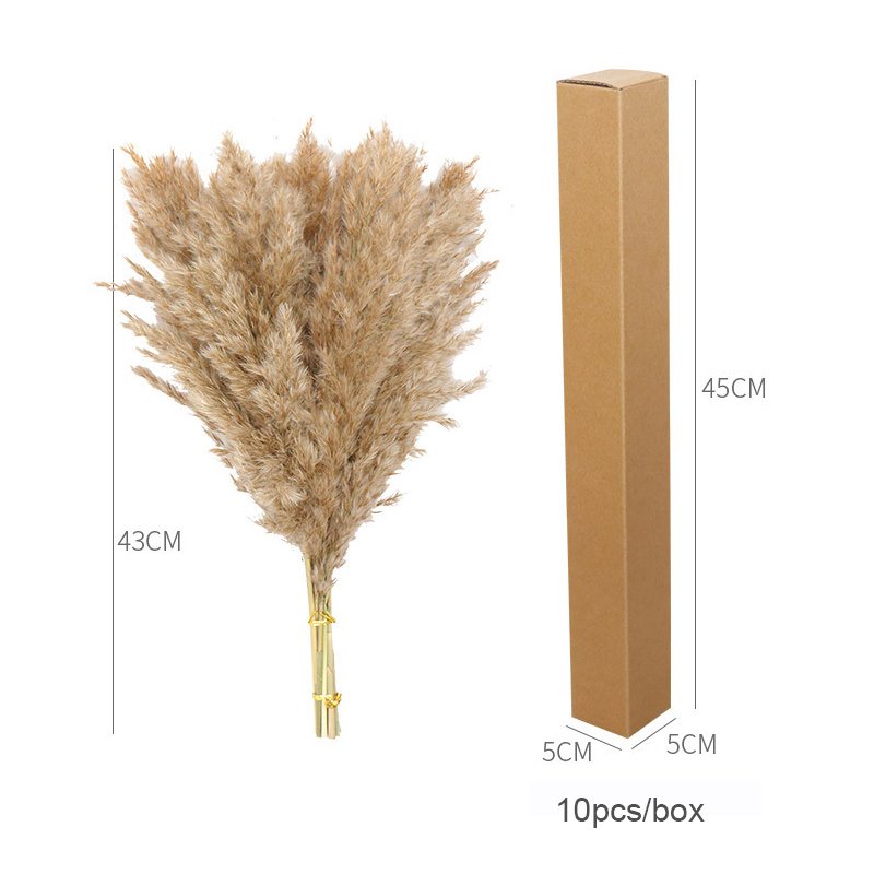 Manufacturer wholesale 43cm Pampas grass Eternal pampas Dried flowers Large beige pampas grass for Home decor