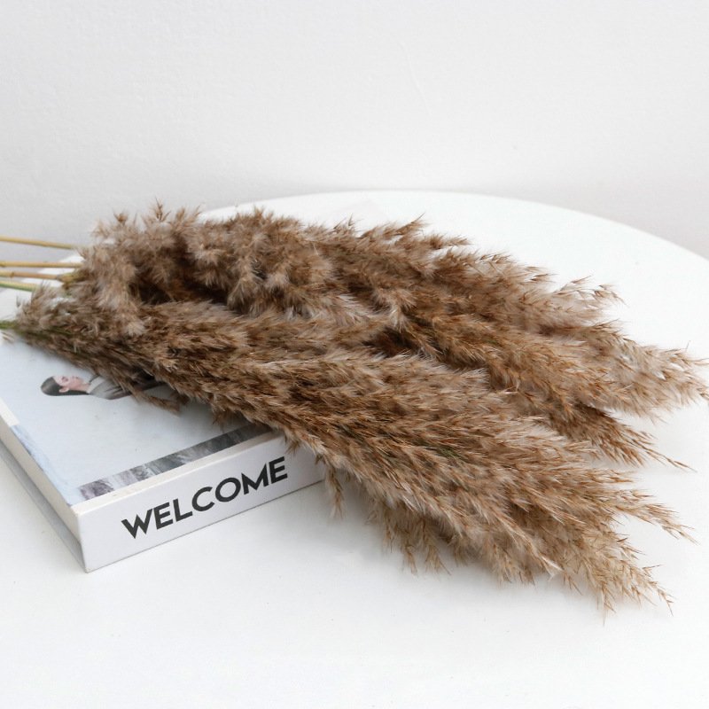 Manufacturer wholesale 43cm Pampas grass Eternal pampas Dried flowers Large beige pampas grass for Home decor