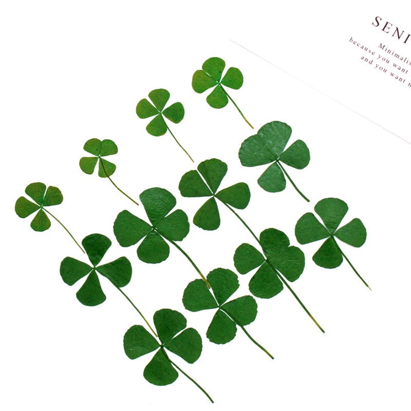Natural Real Pressed Dried Flowers Four-Leaf Clover Leaf Plant for Christmas DIY Ornaments Resin Jewelry Art Craft