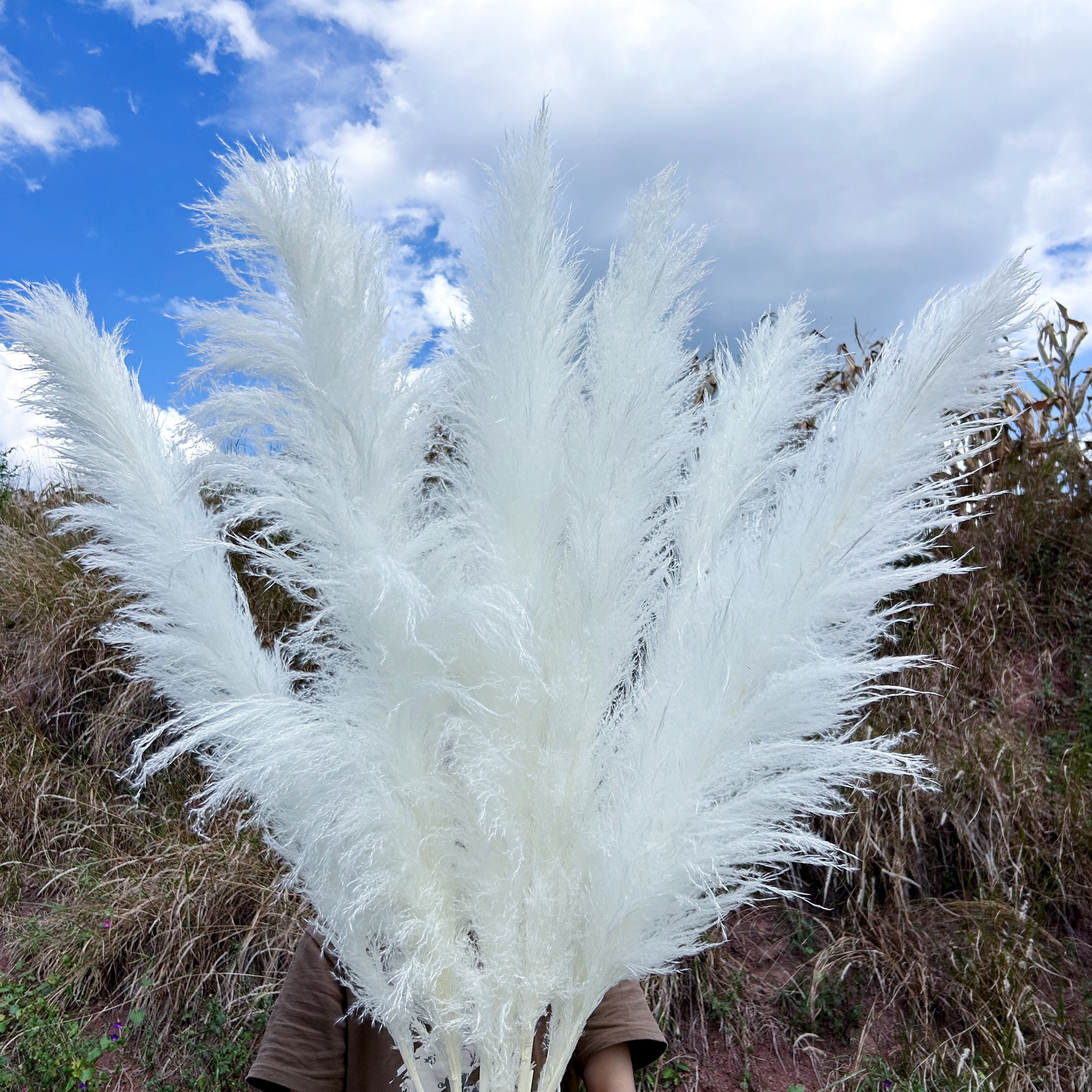 wholesale Dried Flower Natural Large Fluffy White Dried Pampas Grass for Wedding Christmas Easter-for Boho Home Decor