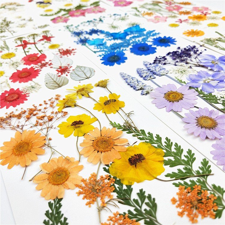 Nuanchu Pressed Flowers Resin Flowers for Resin Mold, Real Daisy Dried Flower Leaves Natural with Tweezers for Scrapbooking DIY