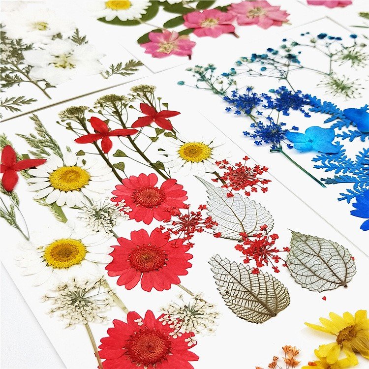 Nuanchu Pressed Flowers Resin Flowers for Resin Mold, Real Daisy Dried Flower Leaves Natural with Tweezers for Scrapbooking DIY