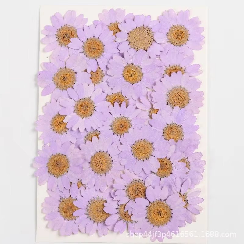 hot sale natural real dried pressed daisy flowers for resin DIY candle