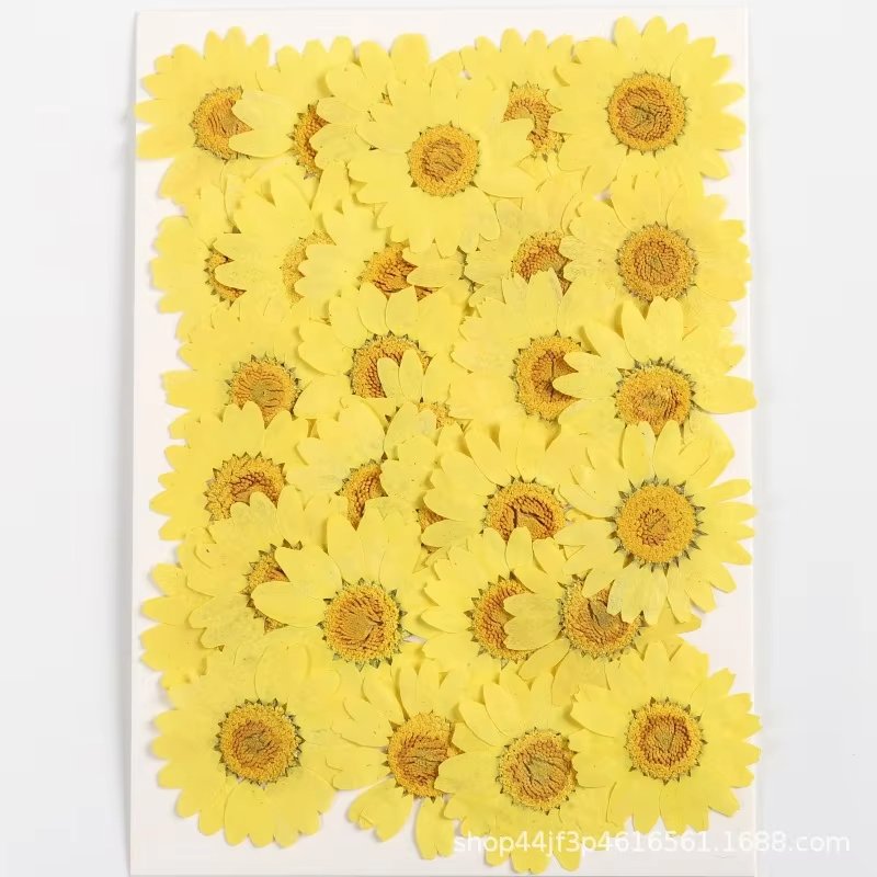 hot sale natural real dried pressed daisy flowers for resin DIY candle