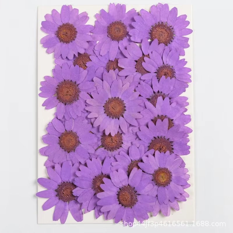 hot sale natural real dried pressed daisy flowers for resin DIY candle