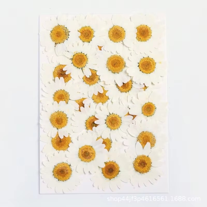 hot sale natural real dried pressed daisy flowers for resin DIY candle