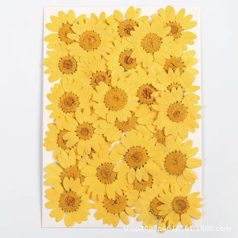 hot sale natural real dried pressed daisy flowers for resin DIY candle