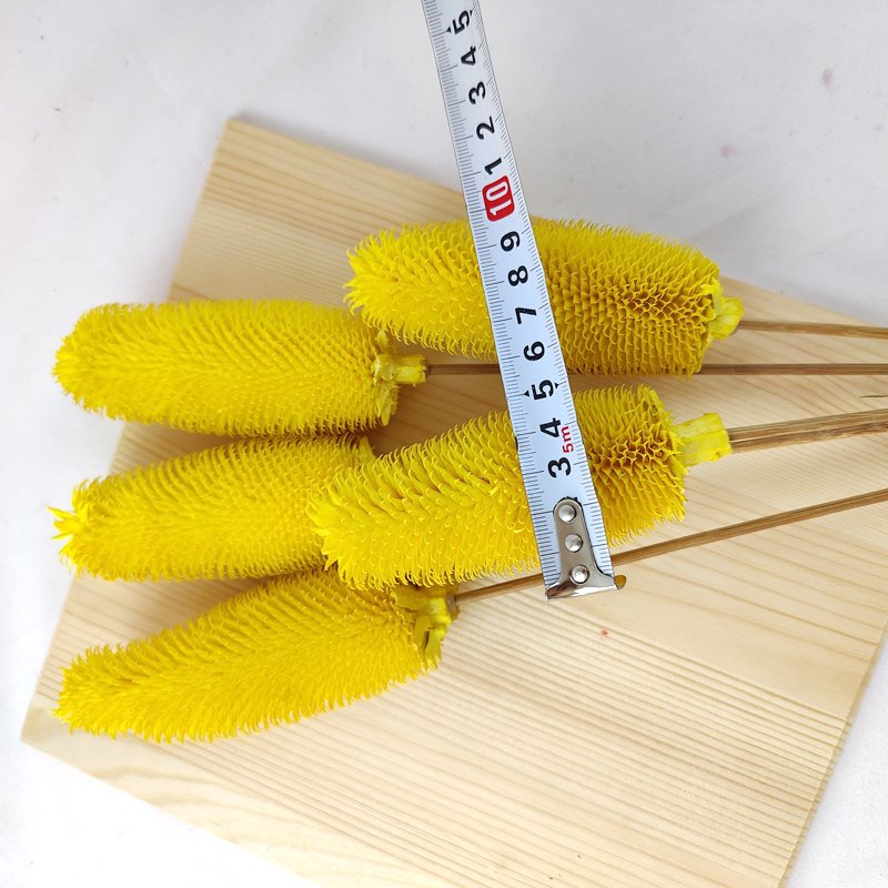 Wholesale Natural Colorful Home Wedding Decoration Dried Flowers Sea Holly Thistle Handmade Dipsacus Sativus