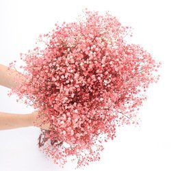 Pink#1