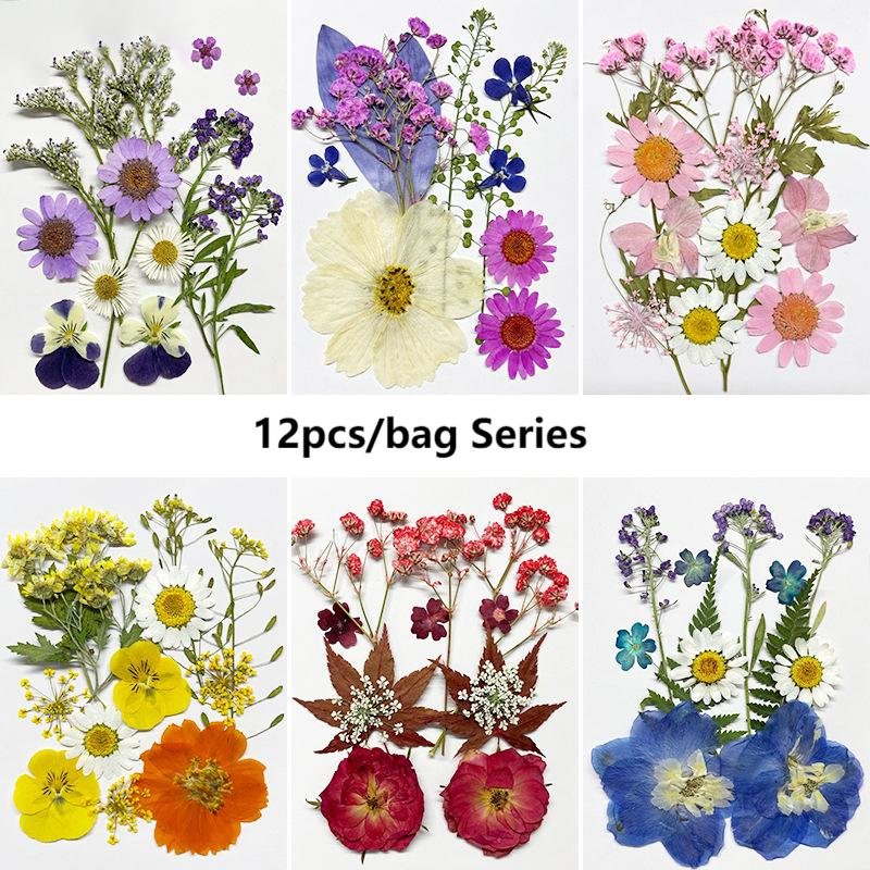 12PCS Beautiful Dried Flowers Pressed Flowers for Photo Frame DIY Kit Resin Crafts Bookmarks