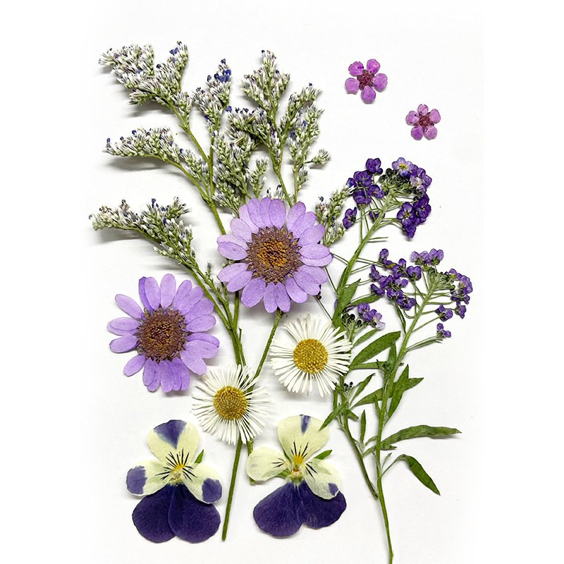 12PCS Beautiful Dried Flowers Pressed Flowers for Photo Frame DIY Kit Resin Crafts Bookmarks