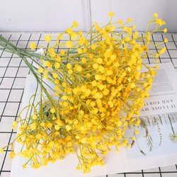 Gypsophila