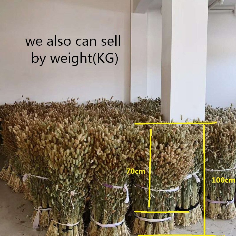 Dried natural bunny tail grass Lagurus Ovatus rabbit tail grass flower
