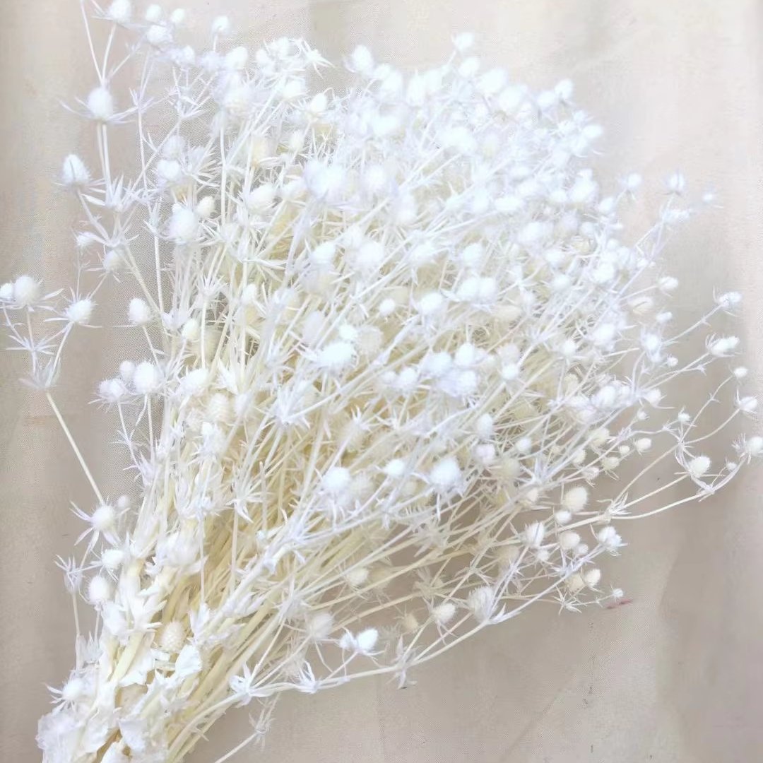 Natural Dried Flowers Valentine fruit Preserved Thistle Eryngium Sea Holly Grass for Valentine's Day bouquets and home decor