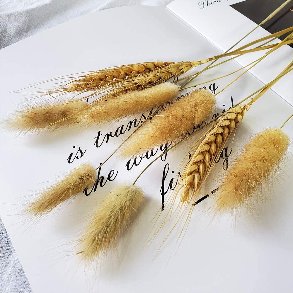 Bulk Dried Flowers boho fluffy Lagurus Ovatus Wedding Table Room Decoration Rabbit Bunny Tail Grass Pampas Grass Bouquet