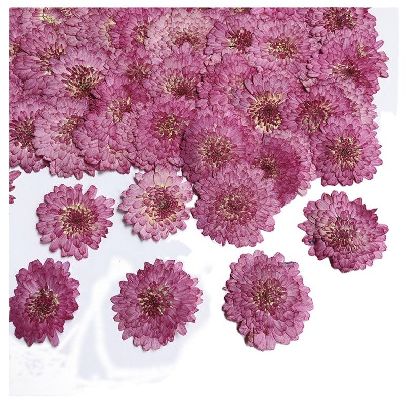 MNR1938 purple dried pressed daisy flower pendant