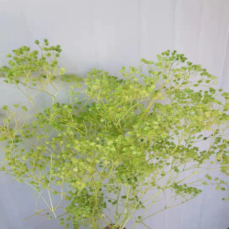 China wholesale preserved million star dried babys breath small gypsophila flower bouquet flower for wedding