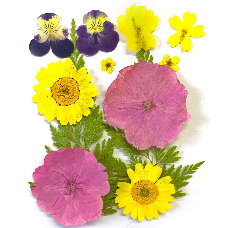 Colorful DIY Dried Pressed Flower for Wall Soy Wax Scented Candles Art Pictures Phone Case