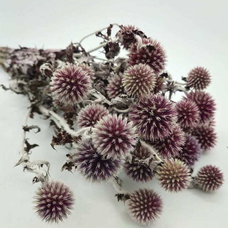 Dried Flower Arrangement Dried Echinops Thistle Flowers