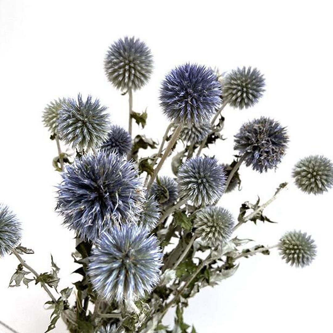 Dried Flower Arrangement Dried Echinops Thistle Flowers