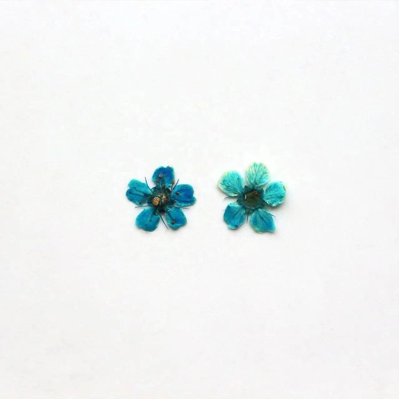 MNR2058 real dried mini size flowers for DIY nail art