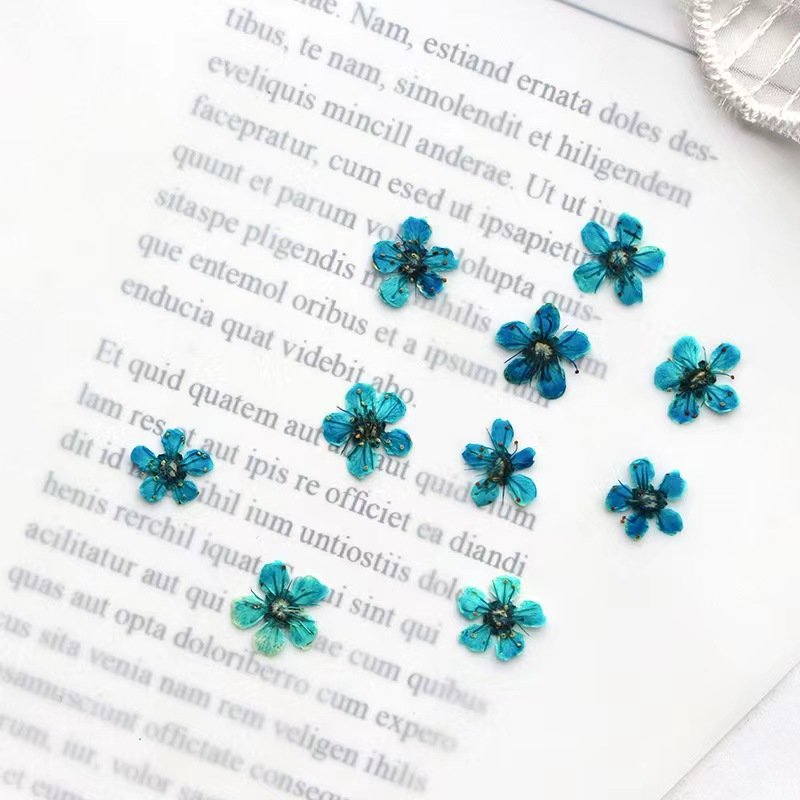 MNR2058 real dried mini size flowers for DIY nail art