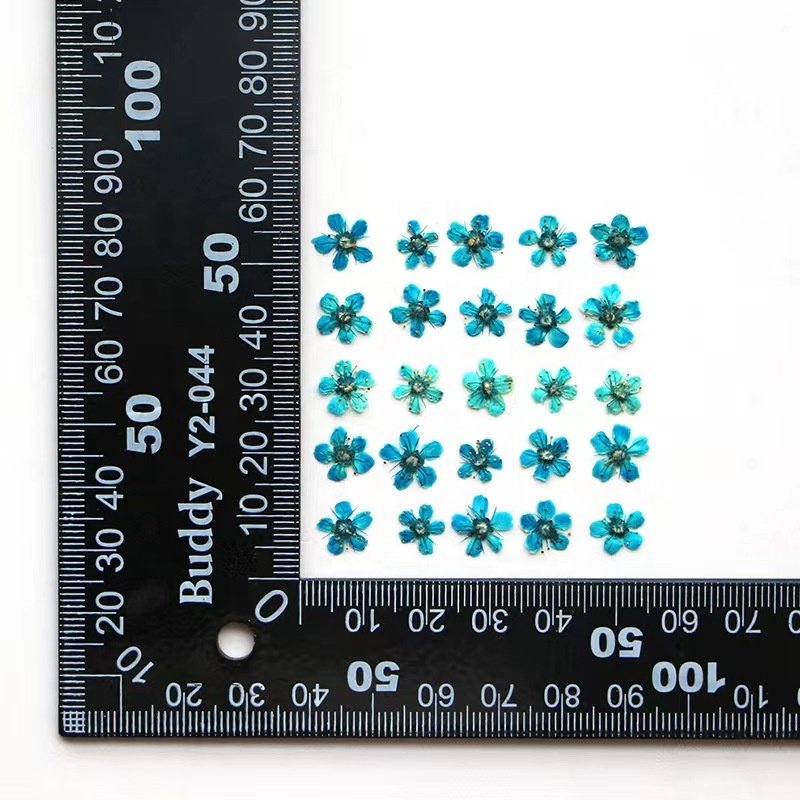 MNR2058 real dried mini size flowers for DIY nail art