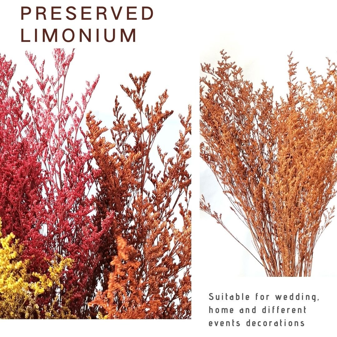 Dried Flowers German Statice Natural Color Preserved Statice caspea limonium Sea Lavender Dry Misty Grass Dried Limonium Caspia