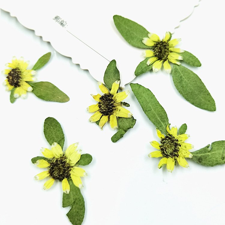 Real Dried Pressed Yellow Mini Sunflower Plant Specimen for Epoxy Mobile Phone Case Bookmark Children's Table Lamp