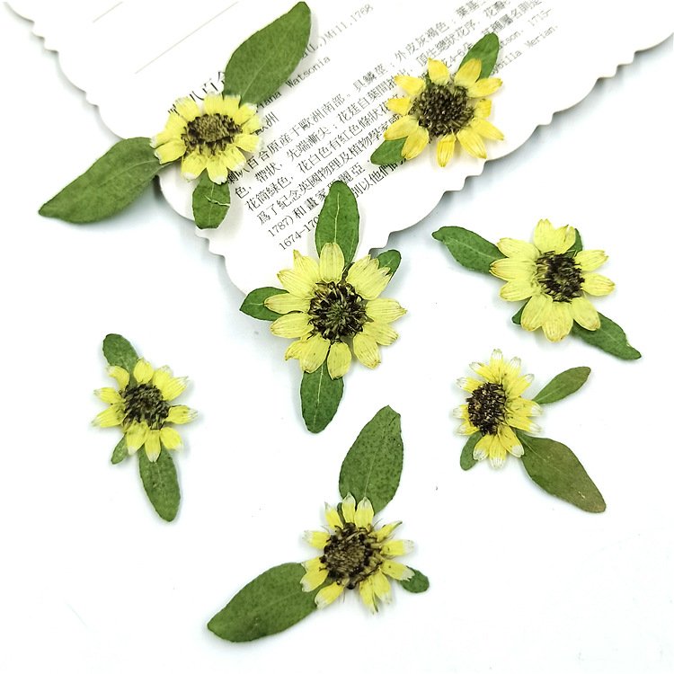 Real Dried Pressed Yellow Mini Sunflower Plant Specimen for Epoxy Mobile Phone Case Bookmark Children's Table Lamp
