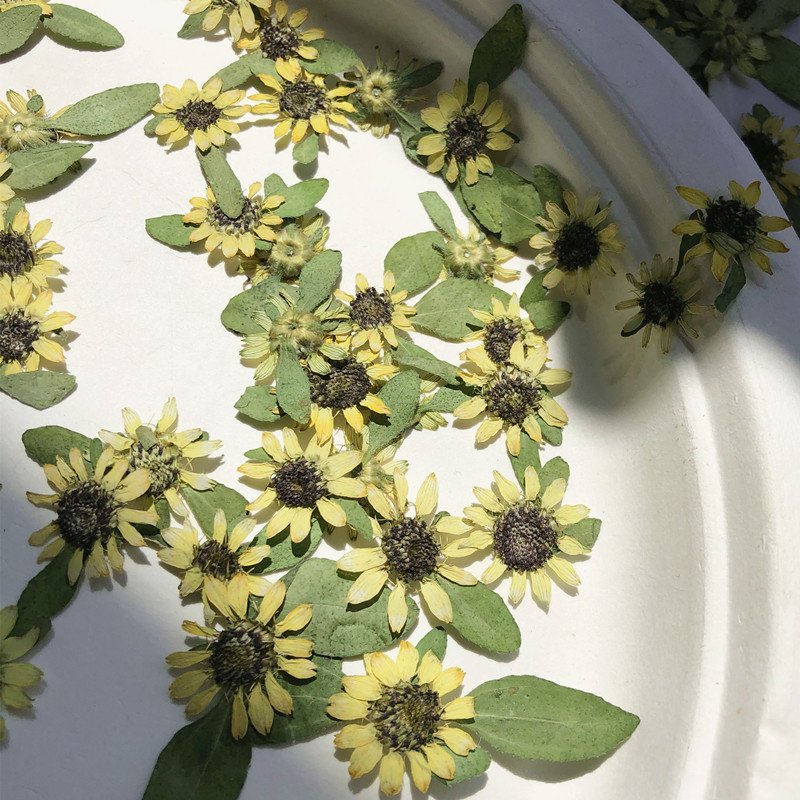 Real Dried Pressed Yellow Mini Sunflower Plant Specimen for Epoxy Mobile Phone Case Bookmark Children's Table Lamp