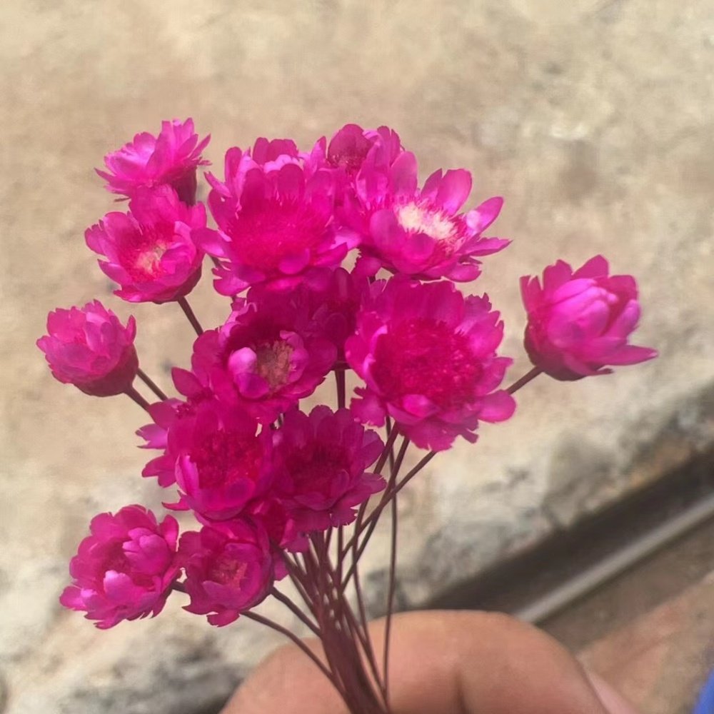 1000g Dried flowers craft decor wholesale small bunch of dried flower for resin