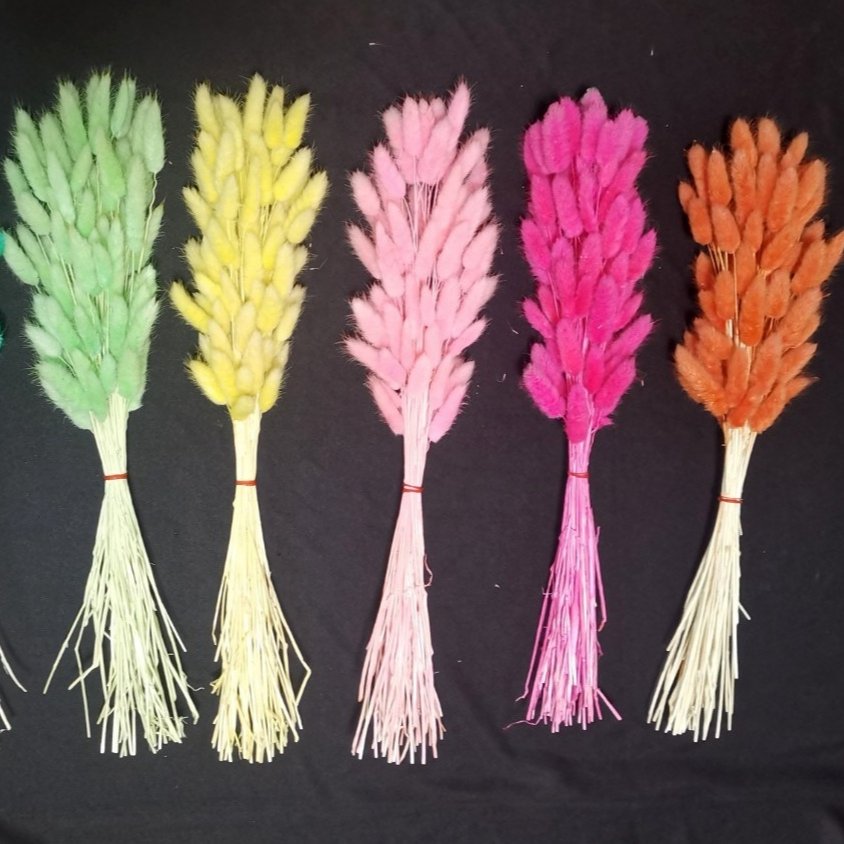 Wholesale Dried Bunny Tails Grass Lagurus Dried Flower Colorful Bunny Tails for Decoration