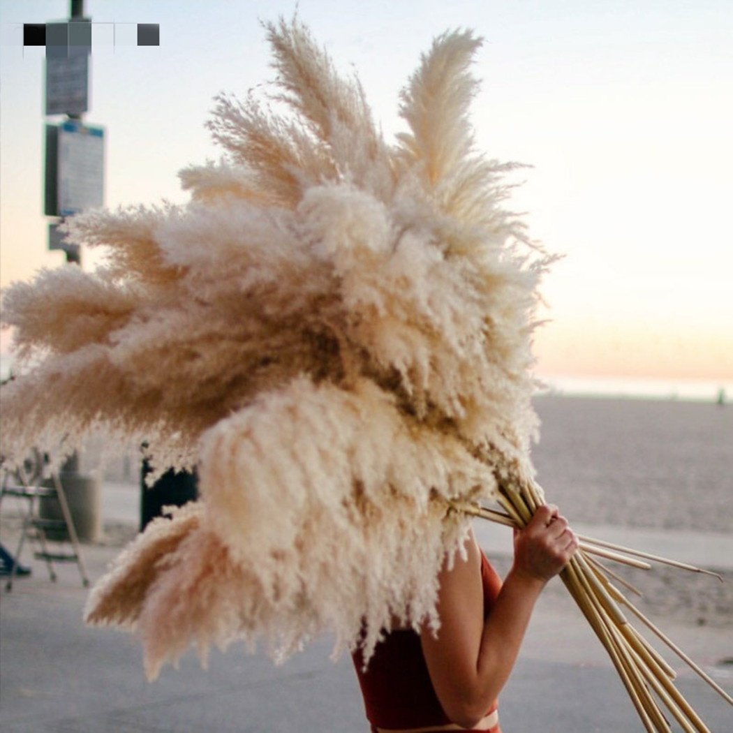 Wholesale Pampas Country beige Natural Dried Pampas Grass For wedding home hotel