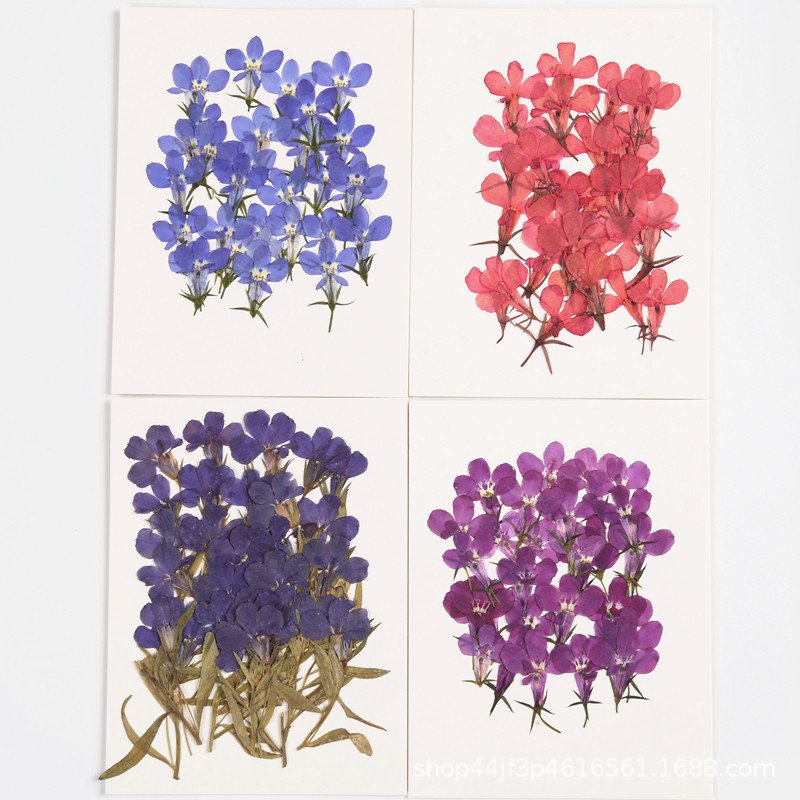Sixbillionaire Lobelia erinus Decoration Dried Pressed Flowers Colorful Natural Dry Flower Packs Dried Flower Stickers
