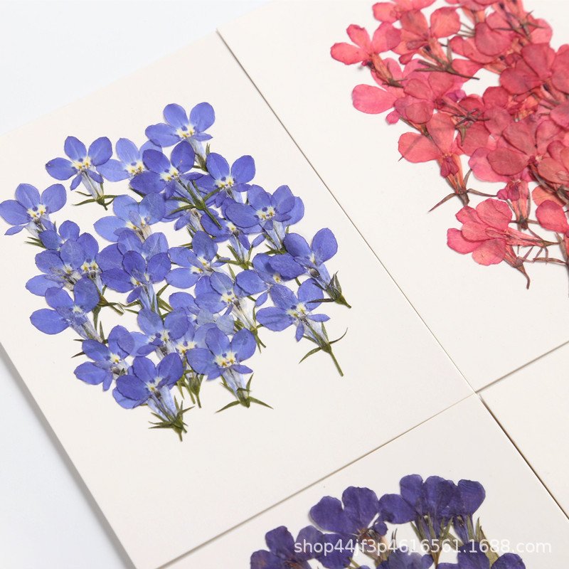 Sixbillionaire Lobelia erinus Decoration Dried Pressed Flowers Colorful Natural Dry Flower Packs Dried Flower Stickers