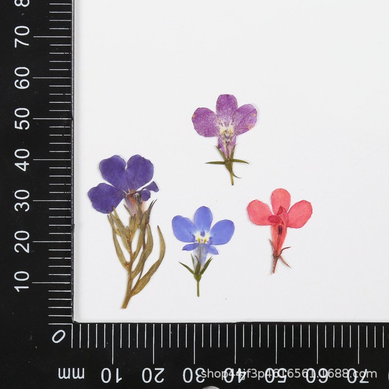 Sixbillionaire Lobelia erinus Decoration Dried Pressed Flowers Colorful Natural Dry Flower Packs Dried Flower Stickers