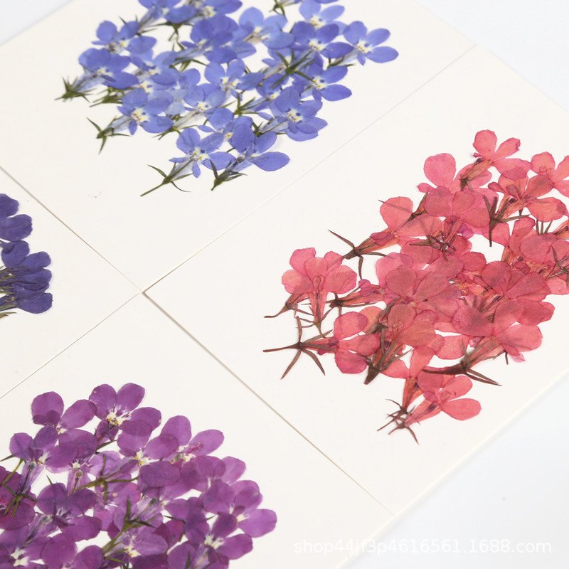 Sixbillionaire Lobelia erinus Decoration Dried Pressed Flowers Colorful Natural Dry Flower Packs Dried Flower Stickers