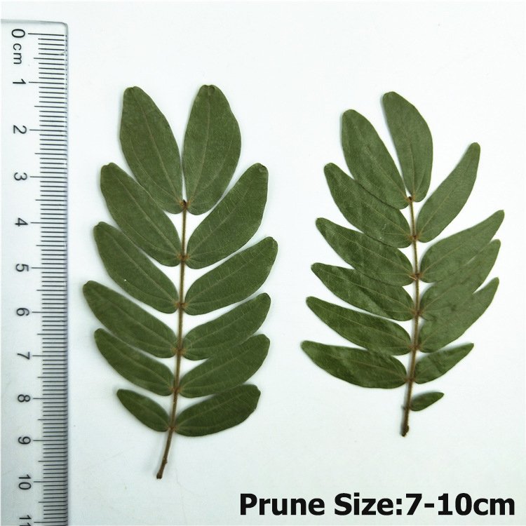 Calliandra haematocephala Leaves True Leaf Sticker Material Kit Plant Specimen Resin