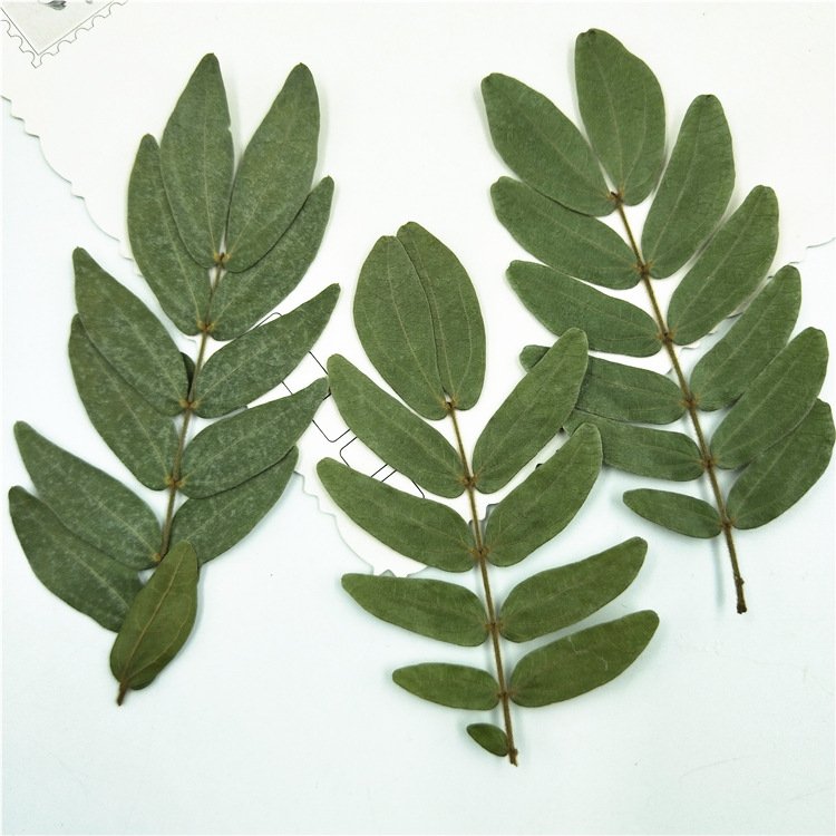 Calliandra haematocephala Leaves True Leaf Sticker Material Kit Plant Specimen Resin
