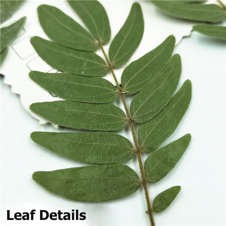 Calliandra haematocephala Leaves True Leaf Sticker Material Kit Plant Specimen Resin