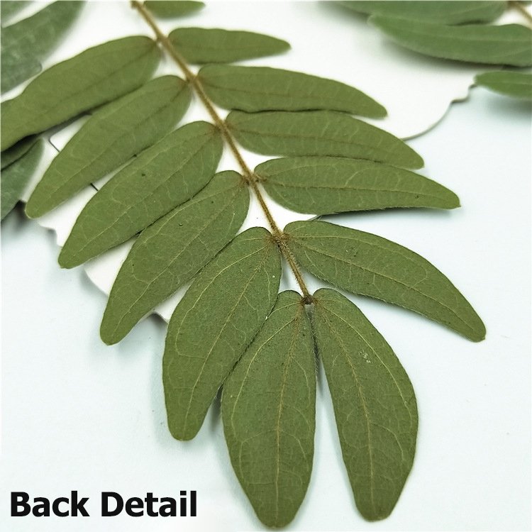 Calliandra haematocephala Leaves True Leaf Sticker Material Kit Plant Specimen Resin