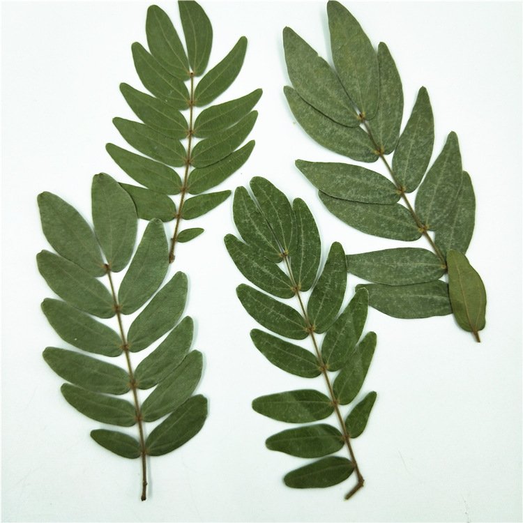 Calliandra haematocephala Leaves True Leaf Sticker Material Kit Plant Specimen Resin