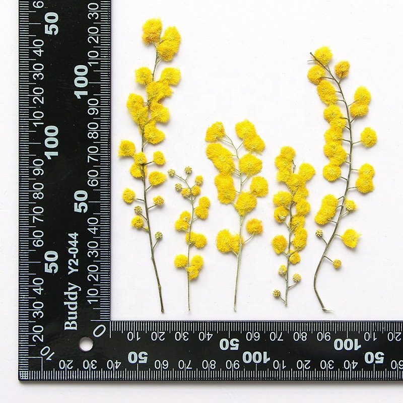 wholesale DIY material Dried flower pressed Christmas flowers for Phone Case Nail Art resin Jewelry Postcard candle decoration