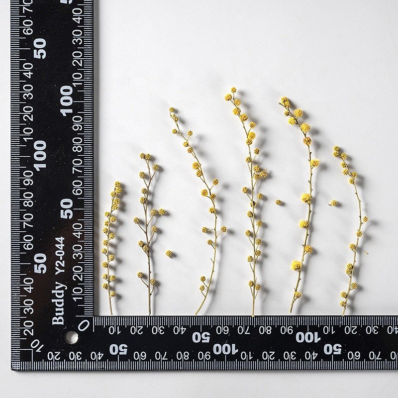 wholesale DIY material Dried flower pressed Christmas flowers for Phone Case Nail Art resin Jewelry Postcard candle decoration