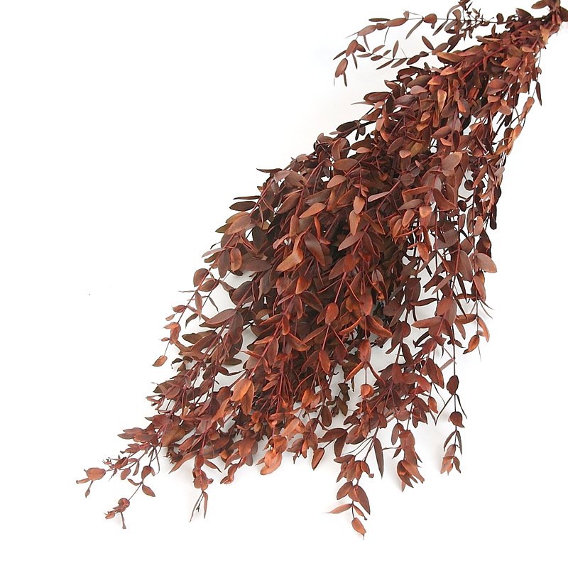 AX-12 Wholesale high quality immortal foliage popular eternal flowers home wedding decoration preserved eucalyptus leaves
